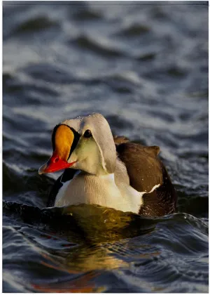 22x30 Bath Hand Pool Towel - King Eider Duck, Tundra Pond, Alaska, USA - US02 HRO0727 - Hugh Rose Ducks