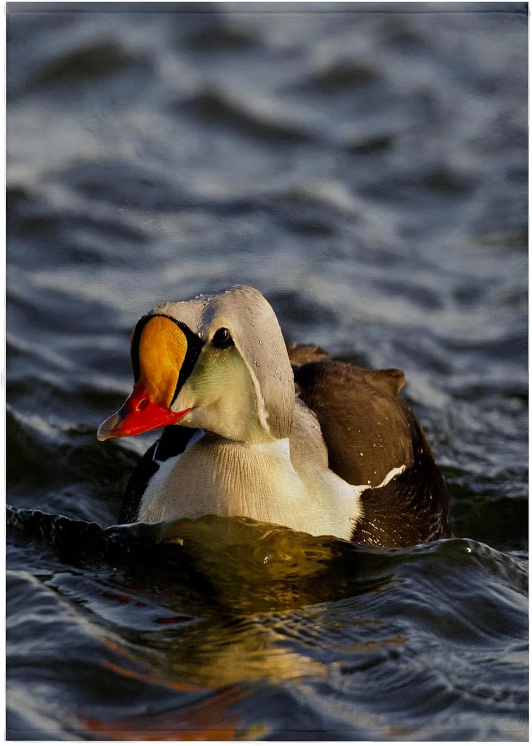 22x30 Bath Hand Pool Towel - King Eider Duck, Tundra Pond, Alaska, USA - US02 HRO0727 - Hugh Rose Ducks
