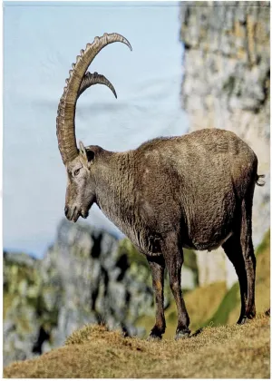 3dRose 22x30 Bath Hand Pool Towel - Alpine Ibex Wildlife, Bernese Oberland, Switzerland - EU29 MZW0032 - Martin Zwick Wildlife