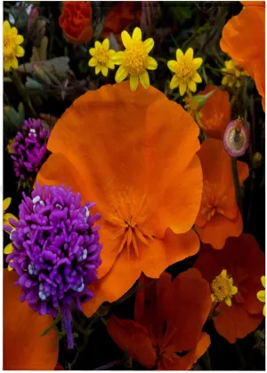 3dRose 22x30 Bath Hand Pool Towel - California Poppies, Owls Clover, and Goldfields, California, USA Flowers