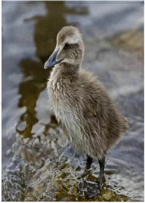 3dRose 22x30 Bath Hand Pool Towel - Eider Chick, Bird, in Pond, Reykjavik, Iceland - EU14 RBE0187 - Ralph H. Bendjebar Birds