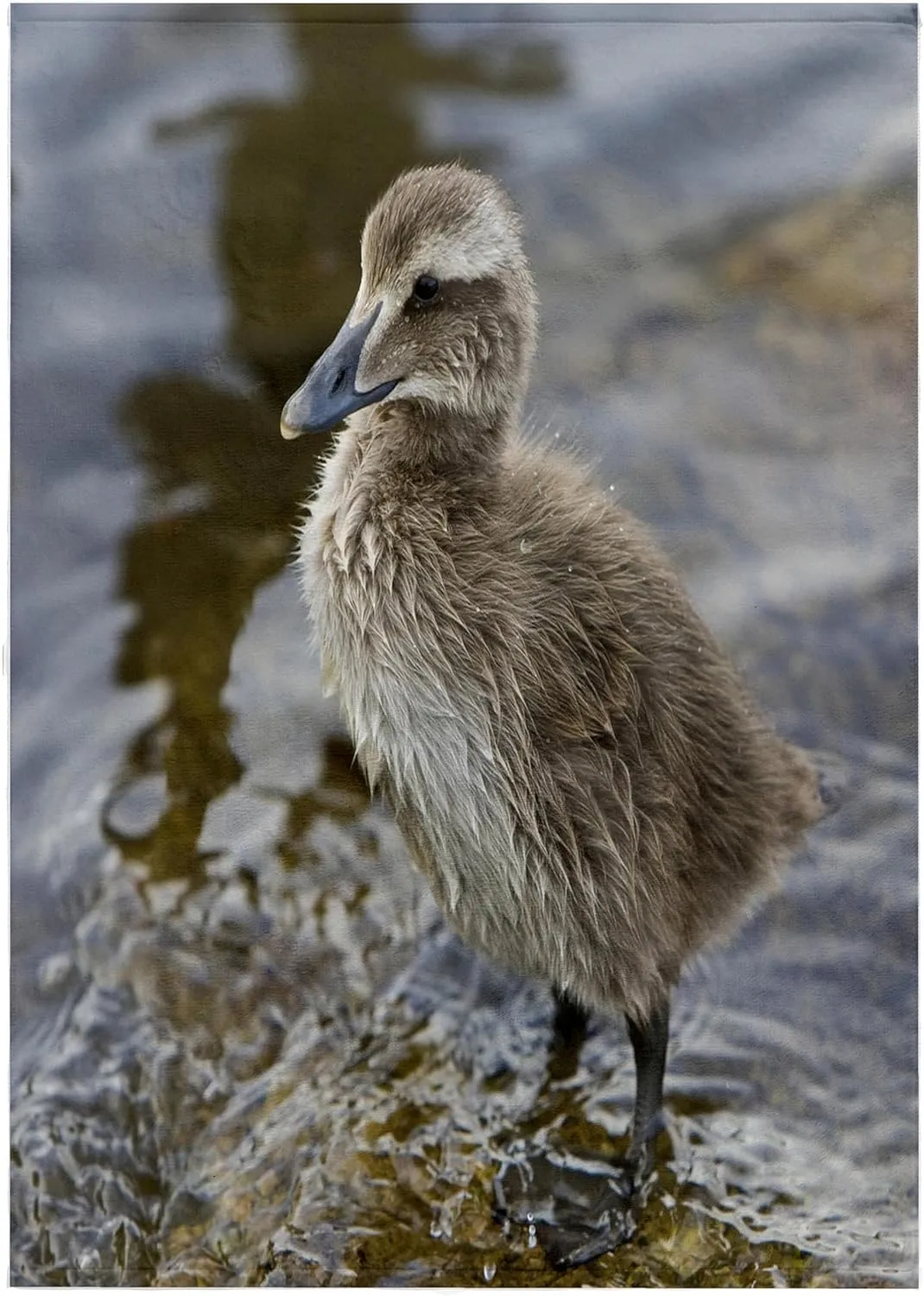 3dRose 22x30 Bath Hand Pool Towel - Eider Chick, Bird, in Pond, Reykjavik, Iceland - EU14 RBE0187 - Ralph H. Bendjebar Birds