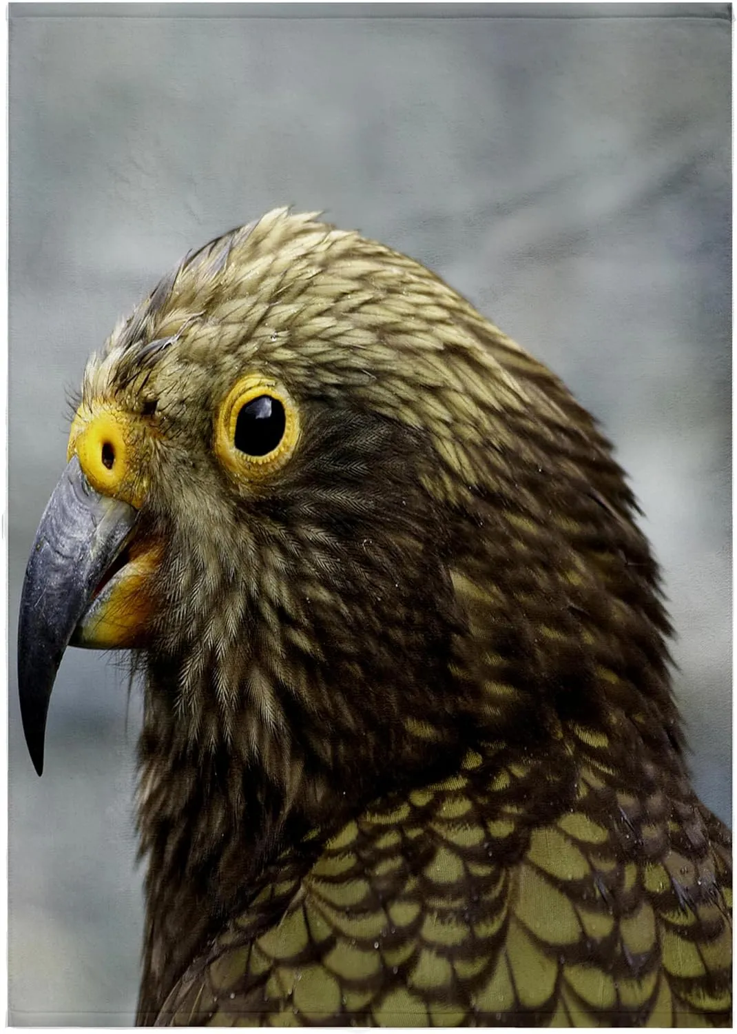 3dRose 22x30 Bath Hand Pool Towel - Kea, Alpine Parrot, Tropical Bird, New Zealand-AU02 DWA4894 - David Wall Tropical Birds